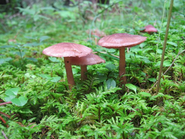 beautiful brown mushrooms in peat moss.JPG