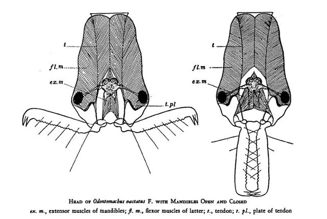 OdontomachusHeadWheeler.jpg