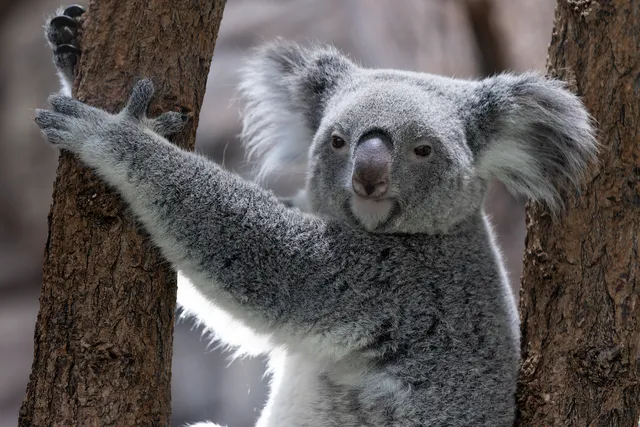 koala-8992580_1280.webp