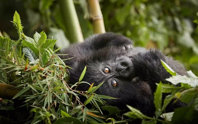 5 Things Not to Miss on a Rwanda Safari.jpg