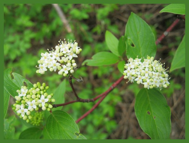 close up red osier dogwood.JPG