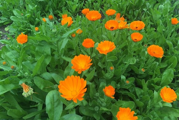 calendula123.jpg