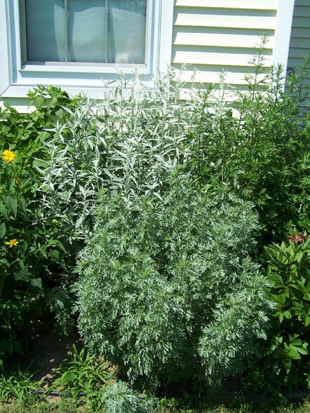 South Herb - wormwood, white sage, mugwort crop June 2019.jpg