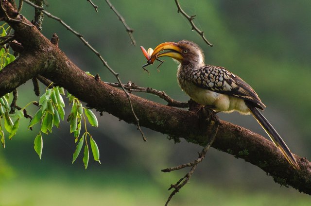 bird-2346679_1280.jpg