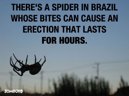 Fact-about-Spider.jpg