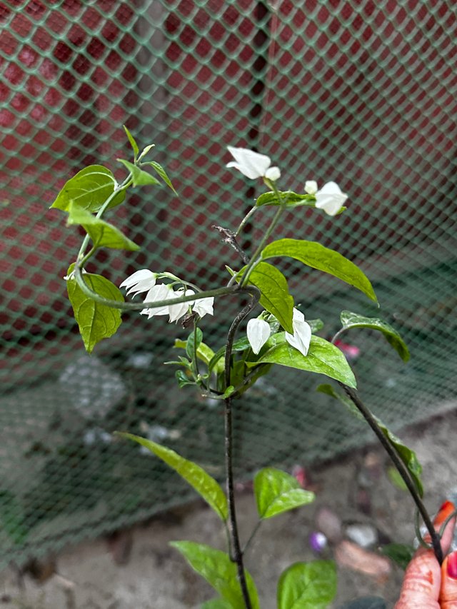 IMG_7961.JPG