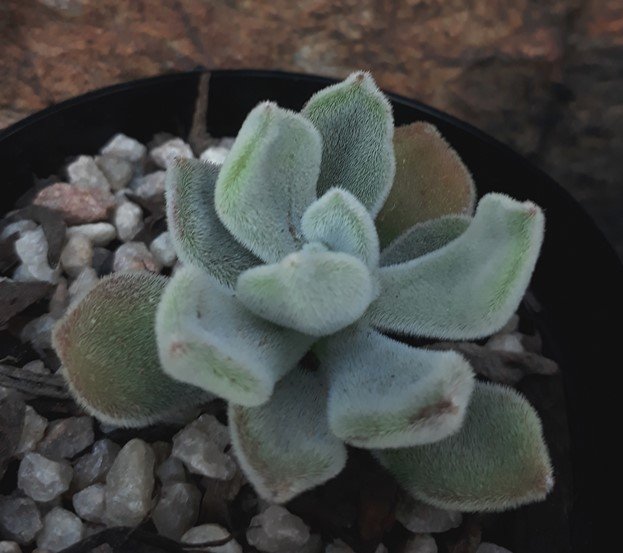 echeveria pulvinata.jpg