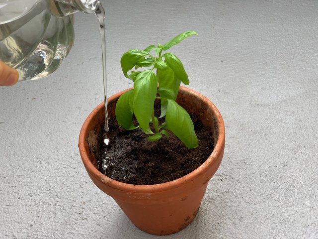 How to clone your basil it s super easy . Basil mania at home