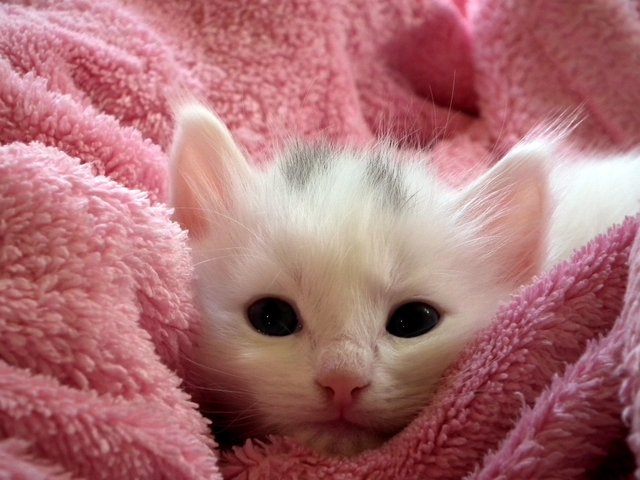 blanket cat close-up cute feline fur kitten pet.jpg