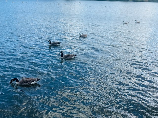 IMG_7479.jpeg