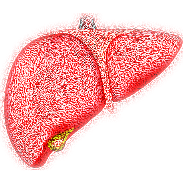 liver-4081243_640.png