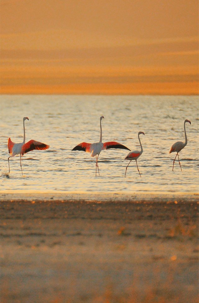 pexels-uygunadimdoga-🏜travel-&-nature-9217916.jpg