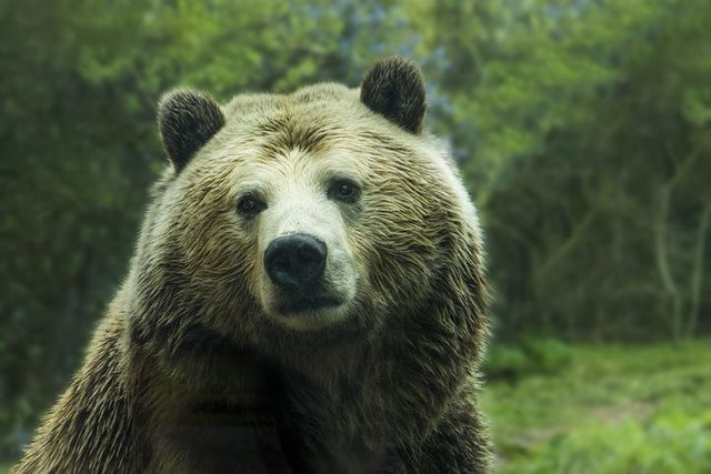 bear-1245807__480.jpg