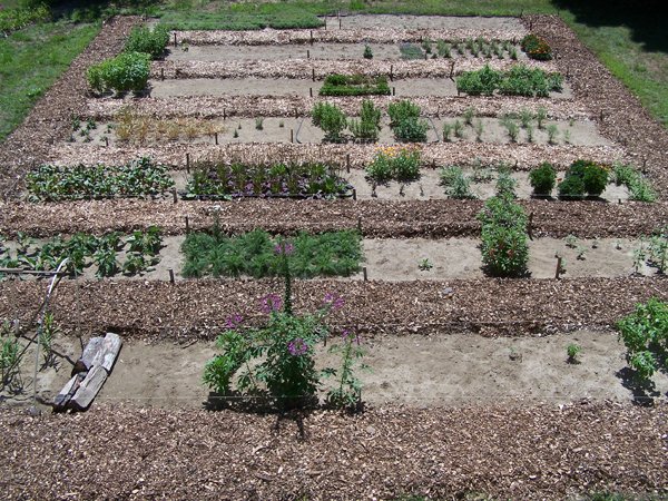 New Herb garden - finally finished crop August 2016.jpg