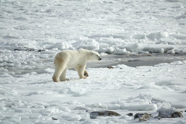 polar-bear-3775941_1280.jpg