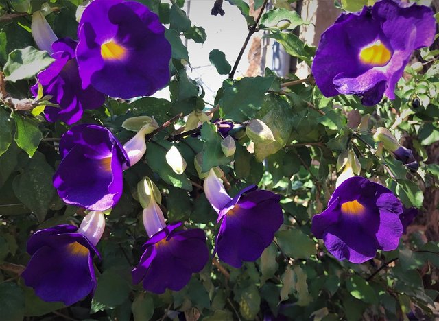 purple flowers 1024.jpg