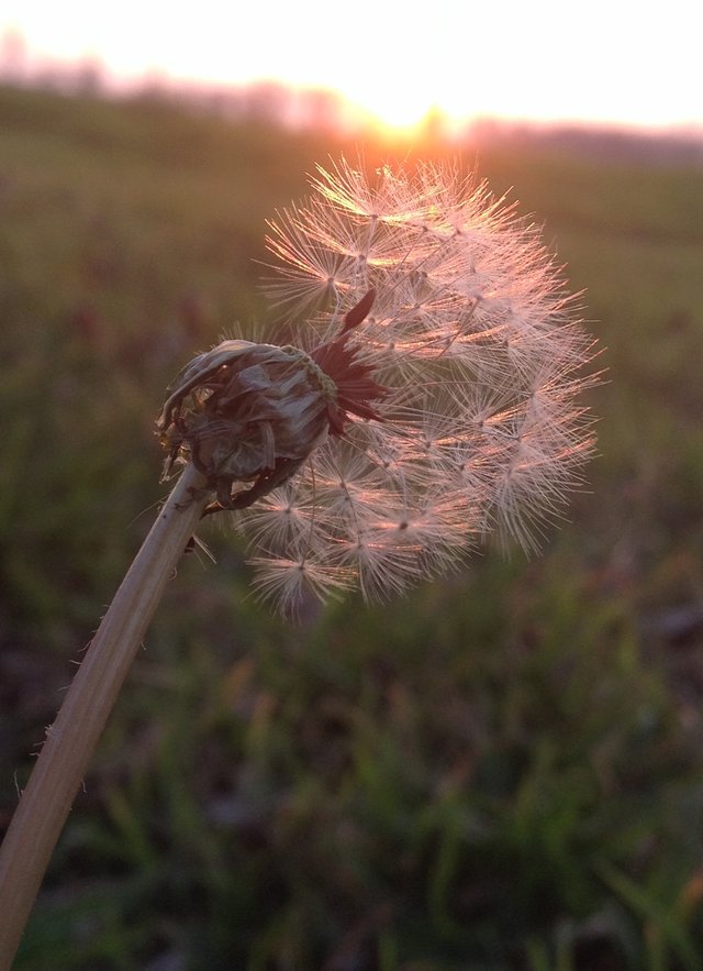 dandilion.jpg