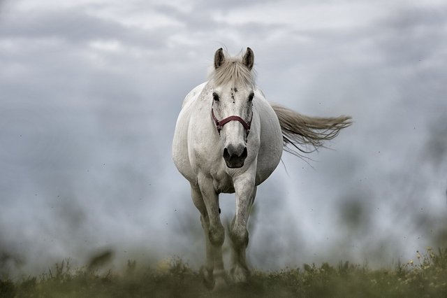 white-horse-1136093_960_720.jpg