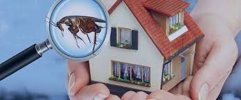 Termite Treatment Services in Abu Dhabi.jpg