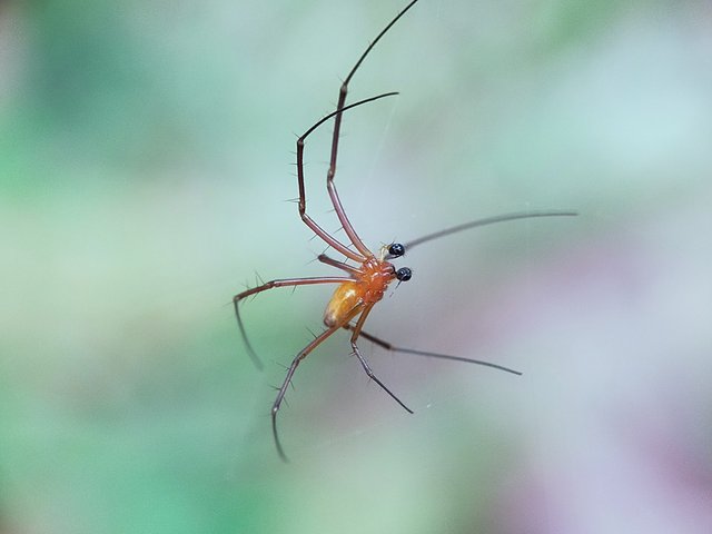 Nephila Pilipes (16).jpg