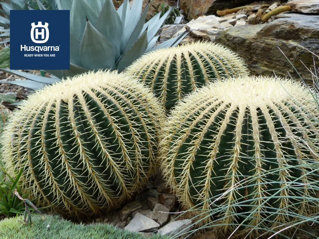 echinocactus-grusonii.jpg