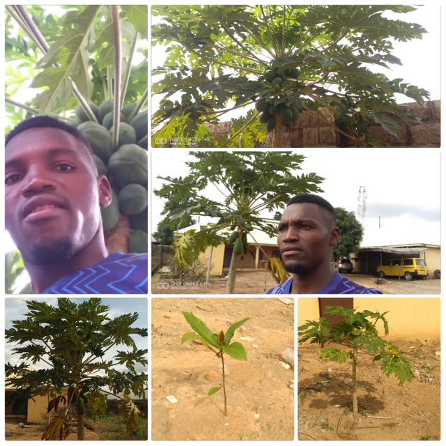 PhotoCollage_1663516873851.png