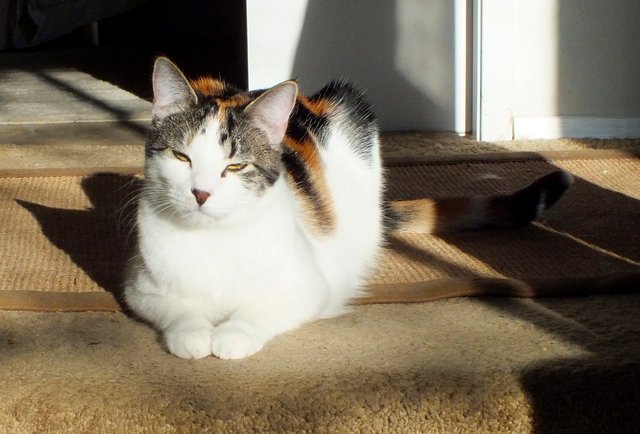 CC0726-Nala.jpg