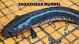 Snakehead Murrel.jpg