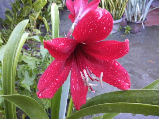 Bunga Lily Merah Lambang Kejayaan Steemit