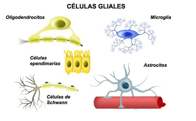 Células gliales.jpg