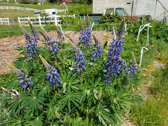 blue-lupine.jpg