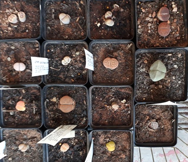 lithops2.jpg