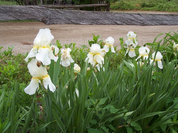 3rd Section - white iris crop May 2015.jpg