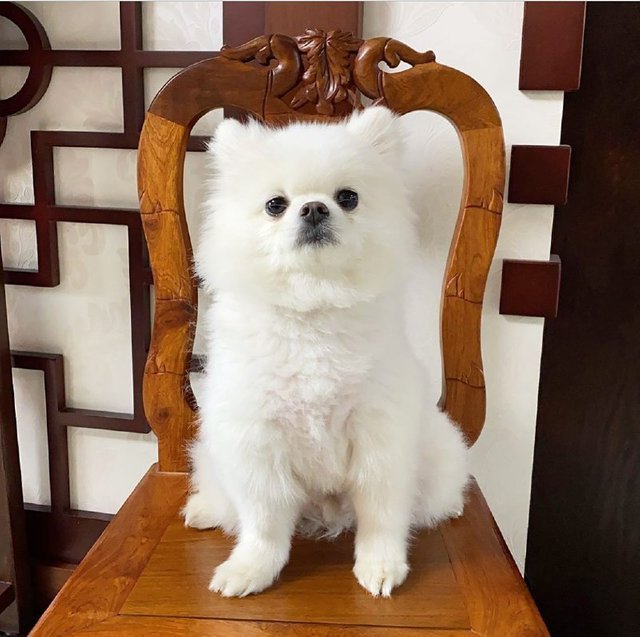 pomeranian adoption.jpg