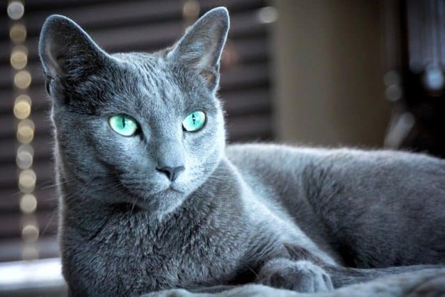 gato_Azul_Ruso-740x494.jpg