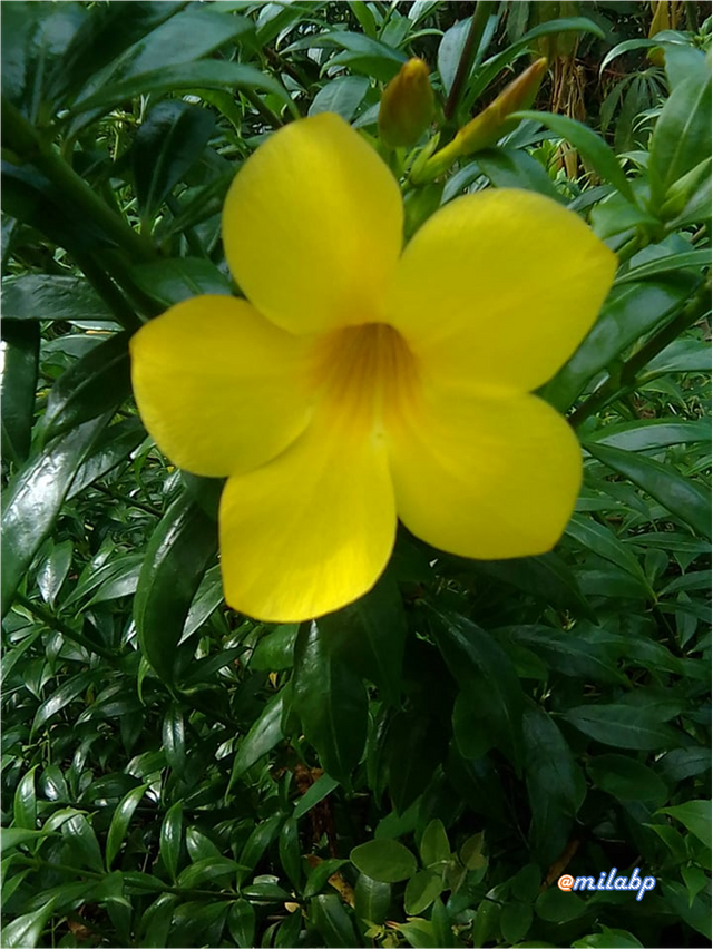 flor de jardín.png