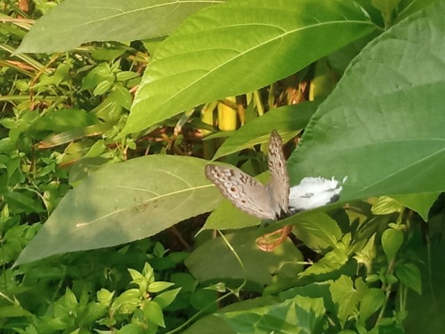 butterfly (1).jpg