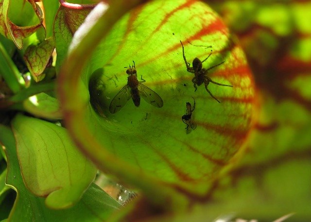 pitcher-plant-4065247_640.jpg