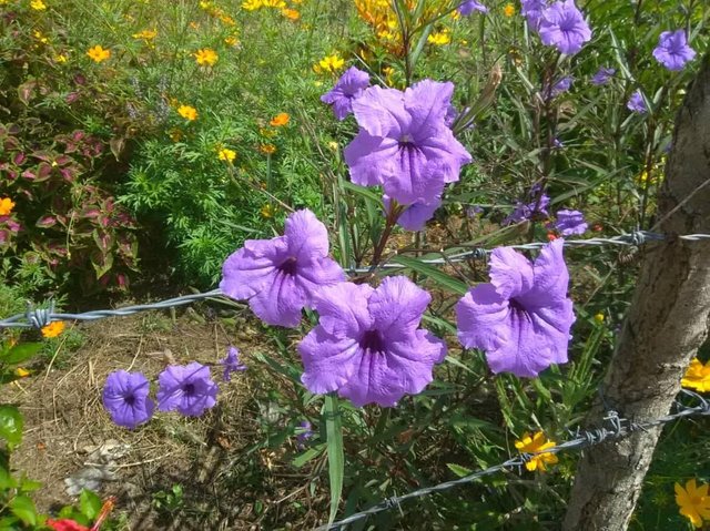 flor morada y cerca.jpg