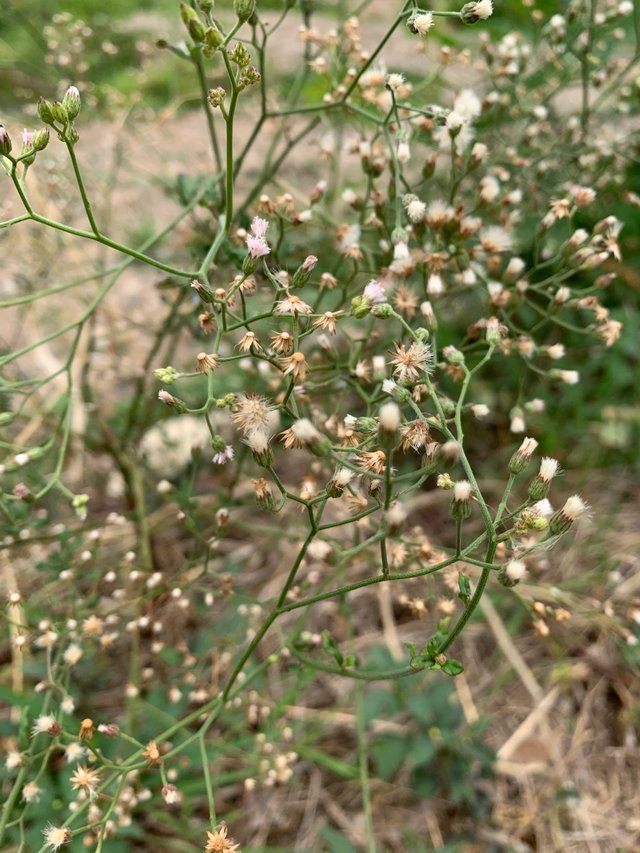 nature2.jpg