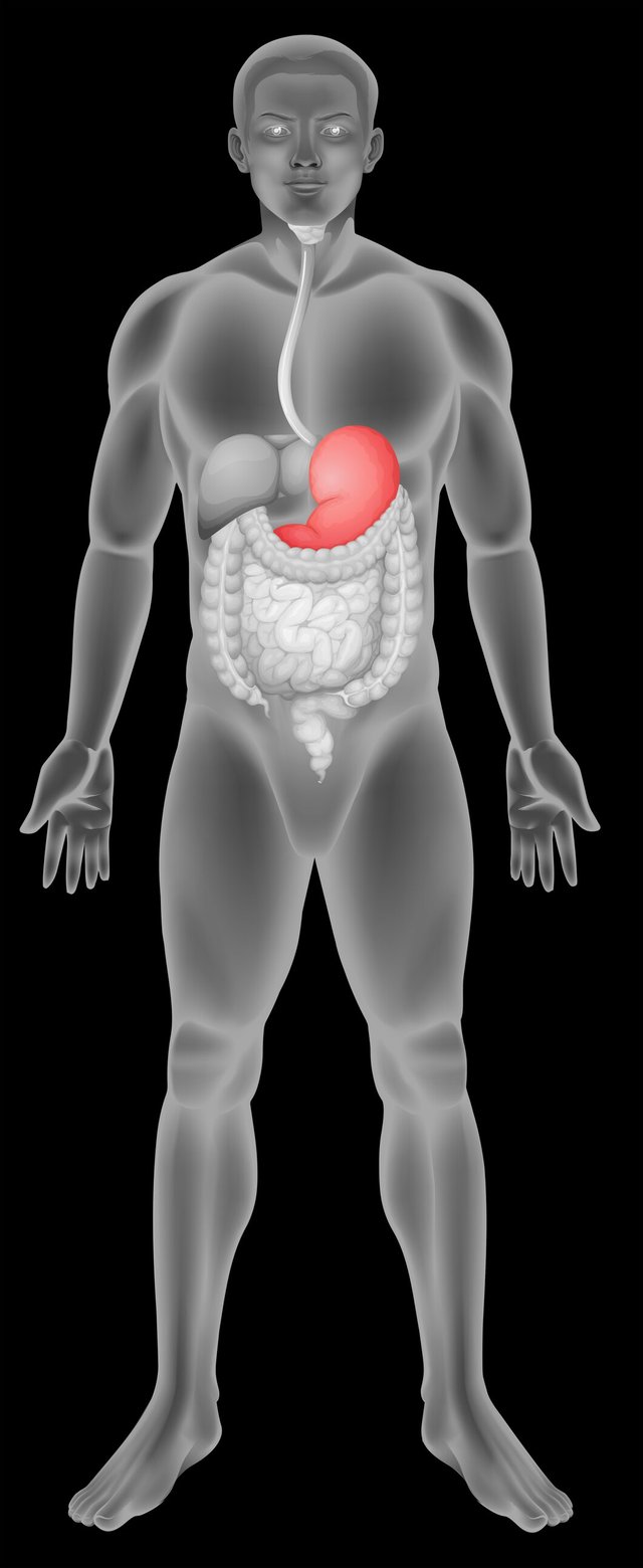 stomach-digestive-system_1308-39593.jpg