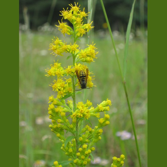 pollinator on goldenrod flower.JPG