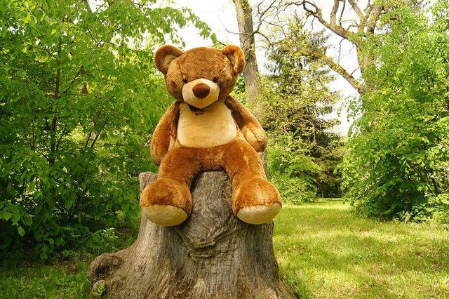 teddy-bear-3982406__480.jpg