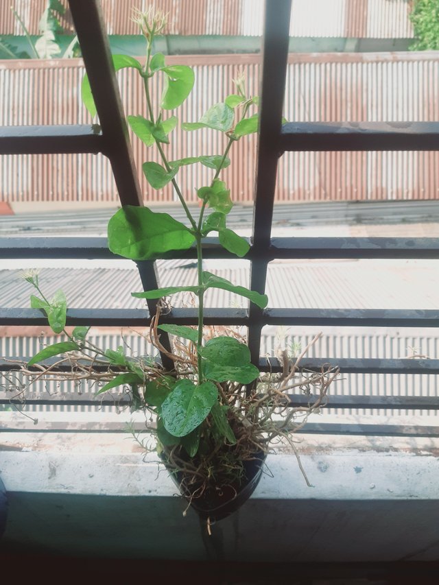 20250408_084200.jpg