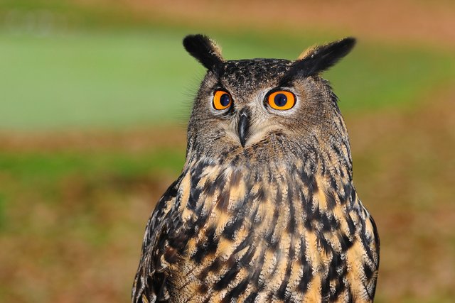 european-eagle-owl-2010346_1920.jpg