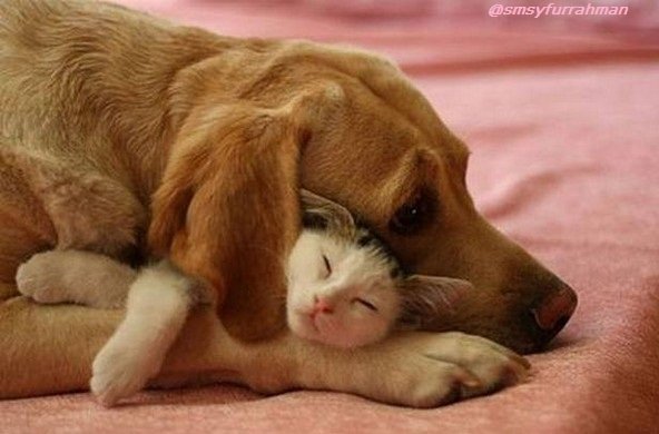 when-animals-love02.jpg