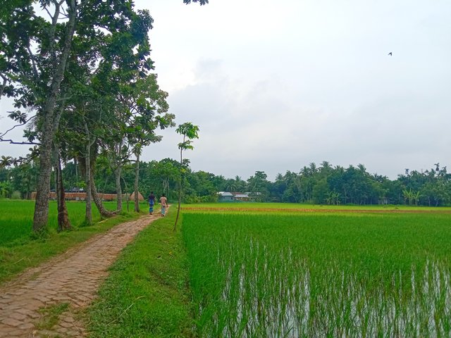 IMG_20250817_061916.jpg