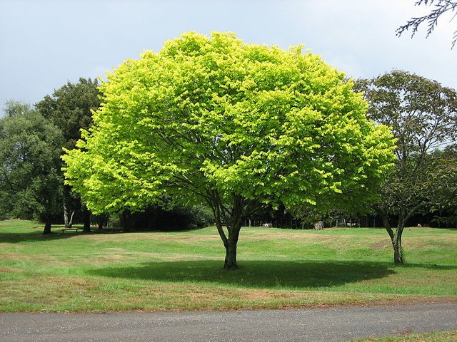 800px-Bright_green_tree_-_Waikato.jpg
