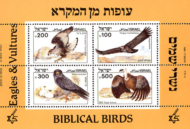 15.-Israel-aves-rapaces.jpg