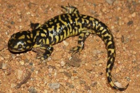 salamandra1.jpg